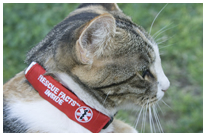 Click here to view the Rescue Facts™ ID Wrap for Small Pets